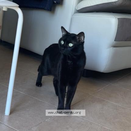 Photo 1/1 Dragon Chat lost in Saint alban auriolles lieu dit les bouchets