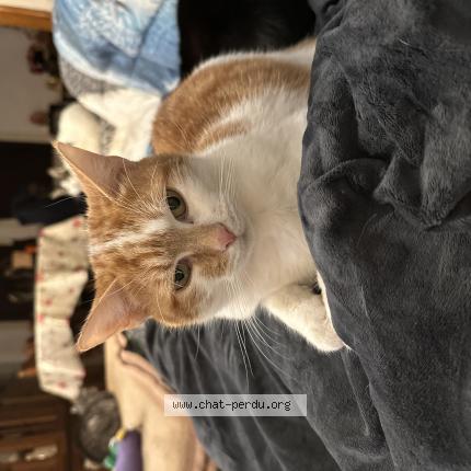 Photo 1/1 Kiwi Chat lost in Sallaumines