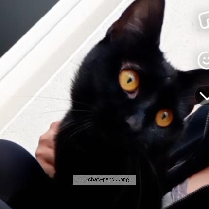 Photo 1/1 Simba Chat lost in Malzeville