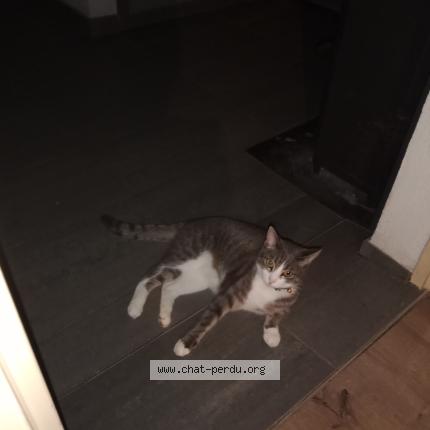 Photo 1/1 Prunelle Chat lost in Courtelevant