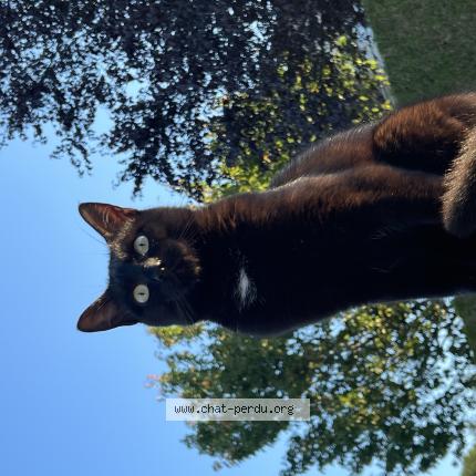 Photo 1/1 Simba Chat lost in Trevenans