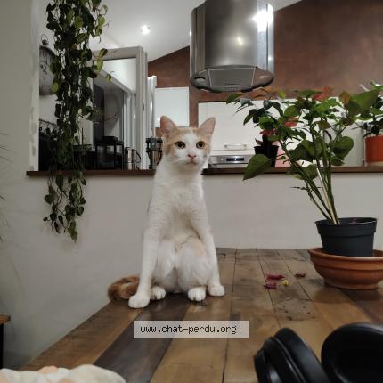 Photo 1/1 Merlin Chat lost in Vienne