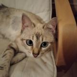 Picture of cat lost at Lyon
