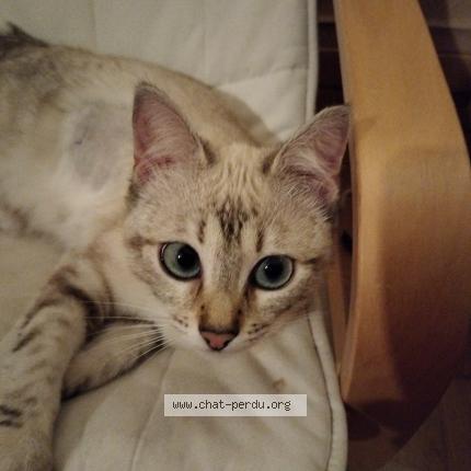 Photo 1/1 Cat reunited Lost in Lyon