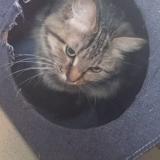 Picture of cat found at Montierchaume