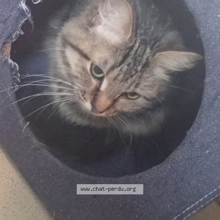 Photo 1/1 Found cat Found in Montierchaume