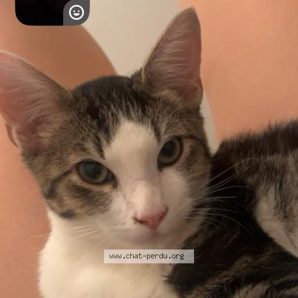 Photo 1/1 Nala Chat lost in Mont de marsan