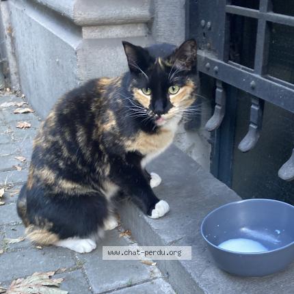 Photo 1/1 Found cat Found in Koekelberg
