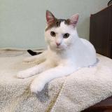 Picture of cat lost at Charmont Sous Barbuise