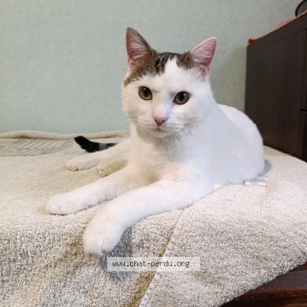 Photo 1/1 Wesley Chat lost in Charmont sous barbuise