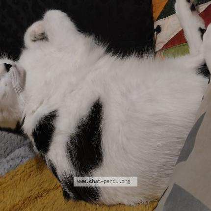 Photo 1/1 Taia Chat lost in Nantes