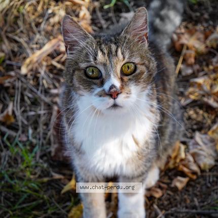 Photo 1/1 RASPOUTINE Chat lost in Arles