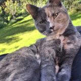 Picture of cat lost at Louvain La Neuve