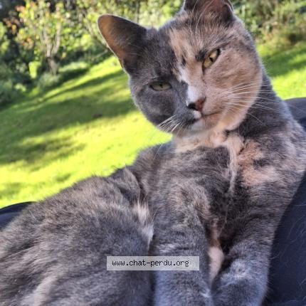 Photo 1/5 Willow Chat lost in Louvain la neuve