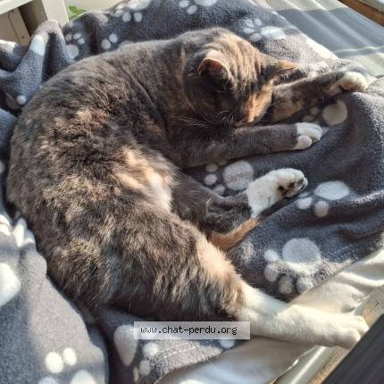 Photo 2/5 Willow Chat lost in Louvain la neuve