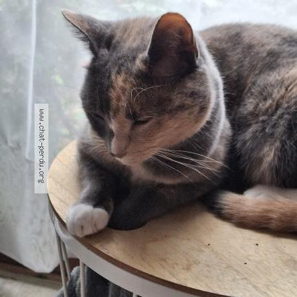 Photo 2/5 Willow Chat lost in Louvain la neuve