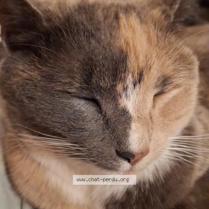 Photo 4/5 Willow Chat lost in Louvain la neuve