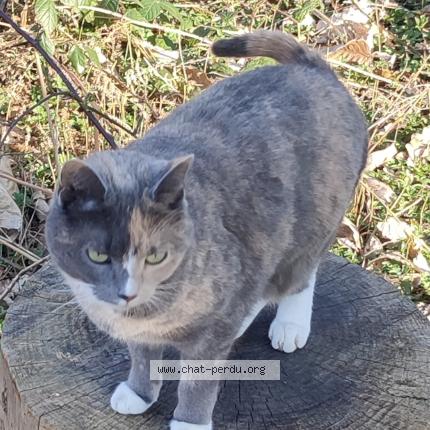 Photo 5/5 Willow Chat lost in Louvain la neuve