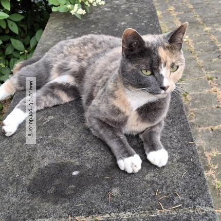 Photo 5/5 Willow Chat lost in Louvain la neuve