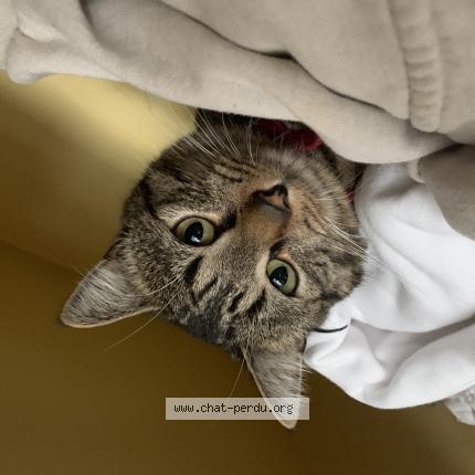 Photo 1/1 Shadow Chat lost in Caen