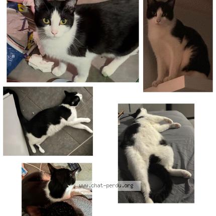 Photo 1/1 Tishaq Chat lost in Toulouse