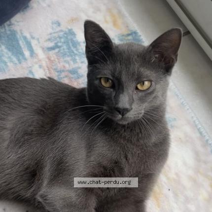 Photo 1/1 Pacha Chat lost in Joue les tours