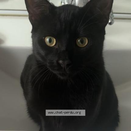 Photo 1/1 Bagheira Chat lost in Plessis robinson