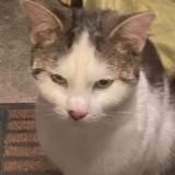 Picture of cat lost at Noisy Le Sec