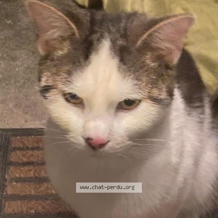 Photo 1/1 blanco Chat lost in Noisy le sec