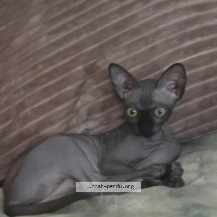 Photo 1/1 Kyara Chat lost in Sherbrooke