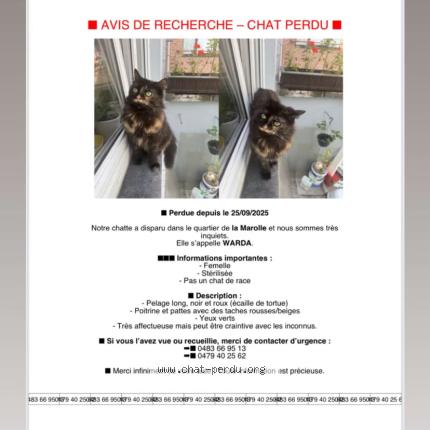 Photo 1/1 Warda Chat lost in Bruxelles