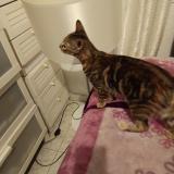 Picture of cat found at Viladecans