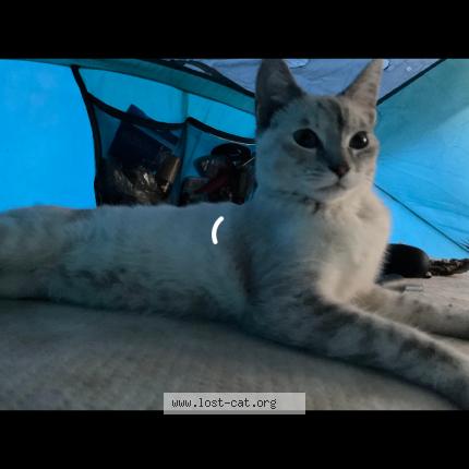 Photo 1/1 Cleo Chat lost in Hollywood