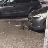 Picture of cat found at Toulouse