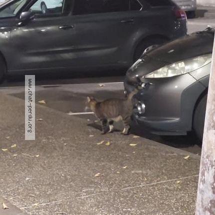 Photo 1/1 Found cat Found in Toulouse