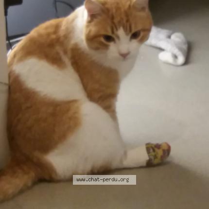 Photo 1/1 Mooki alias chacha Chat lost in Aigues mortes