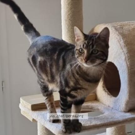 Photo 1/1 hervé Chat lost in Epernay