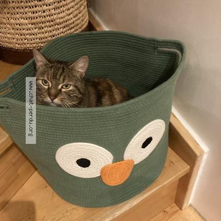 Photo 1/3 Eileen Chat lost in Fenetrange