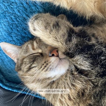 Photo 2/3 Eileen Chat lost in Fenetrange