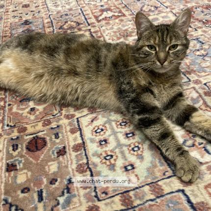 Photo 3/3 Eileen Chat lost in Fenetrange