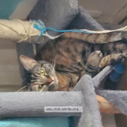 Photo 1/1 Frisquette Chat lost in Eysines