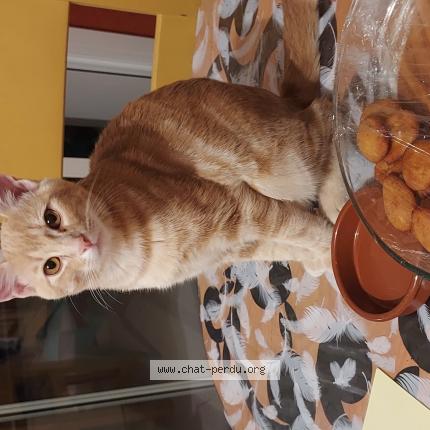 Photo 1/1 Chou Chat lost in Combrand