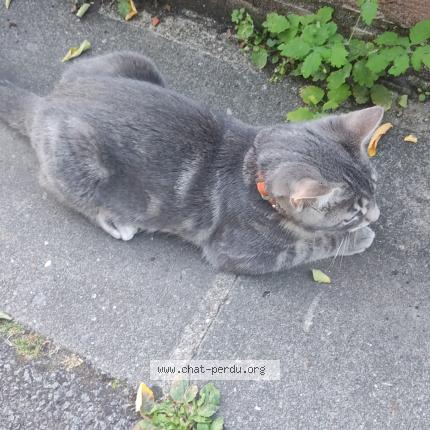 Photo 1/1 Géorgie Chat lost in Lys lez lannoy