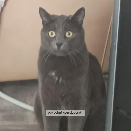 Photo 1/1 Paillette Chat lost in La bernerie en retz