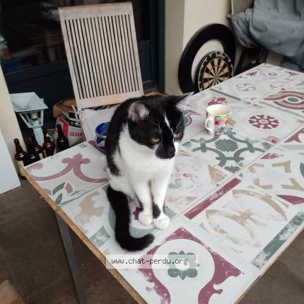 Photo 1/1 Maki Chat lost in Toulouse