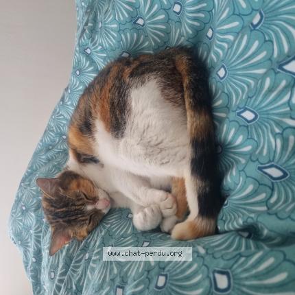 Photo 1/1 Nineige Chat lost in Bron