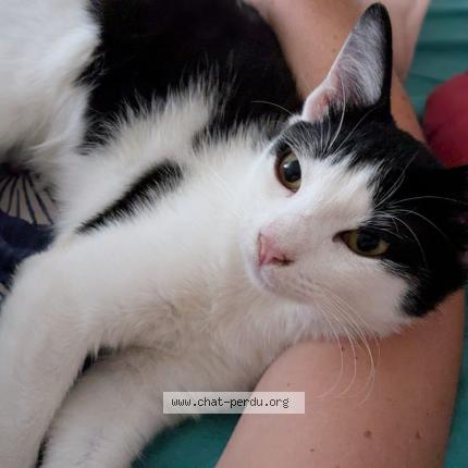 Photo 1/1 Ortie Chat lost in Villeurbanne