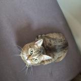 Picture of cat lost at Marignane