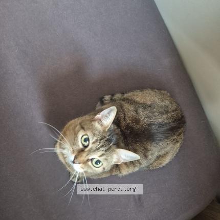 Photo 1/1 Mabelle Chat lost in Marignane