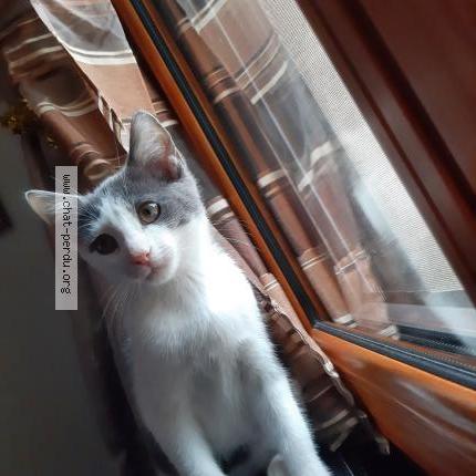 Photo 1/1 Pas encore nommé Chat lost in Rubelles